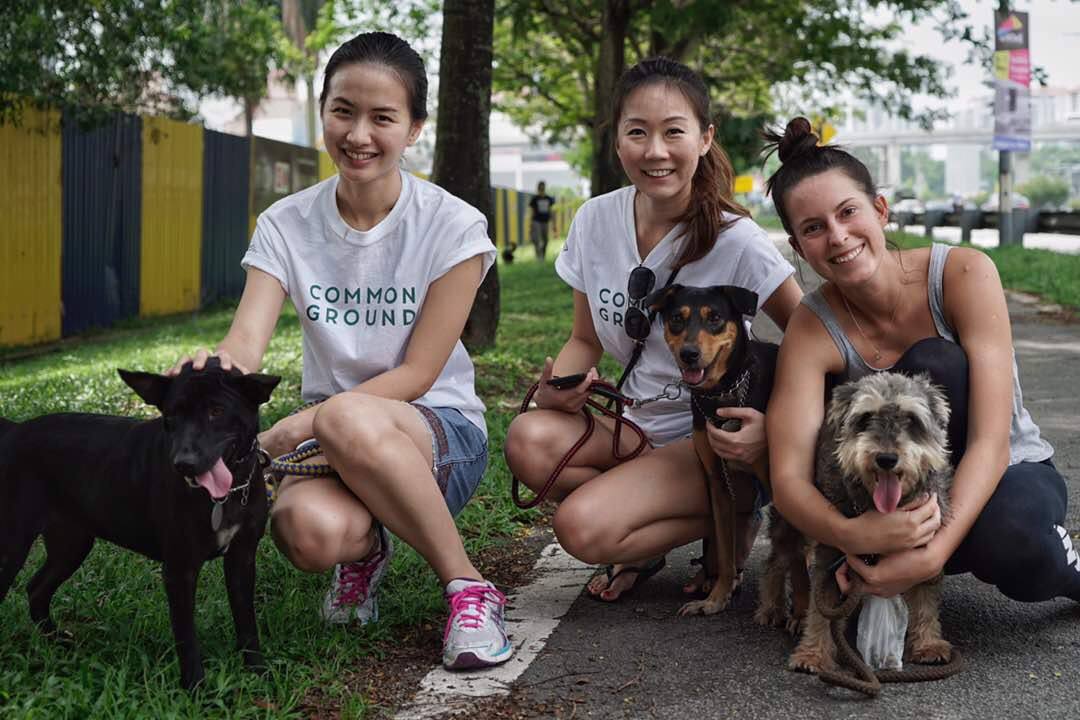 Help These 6 M'sian NGOs Create A Better Life For Abused Animals