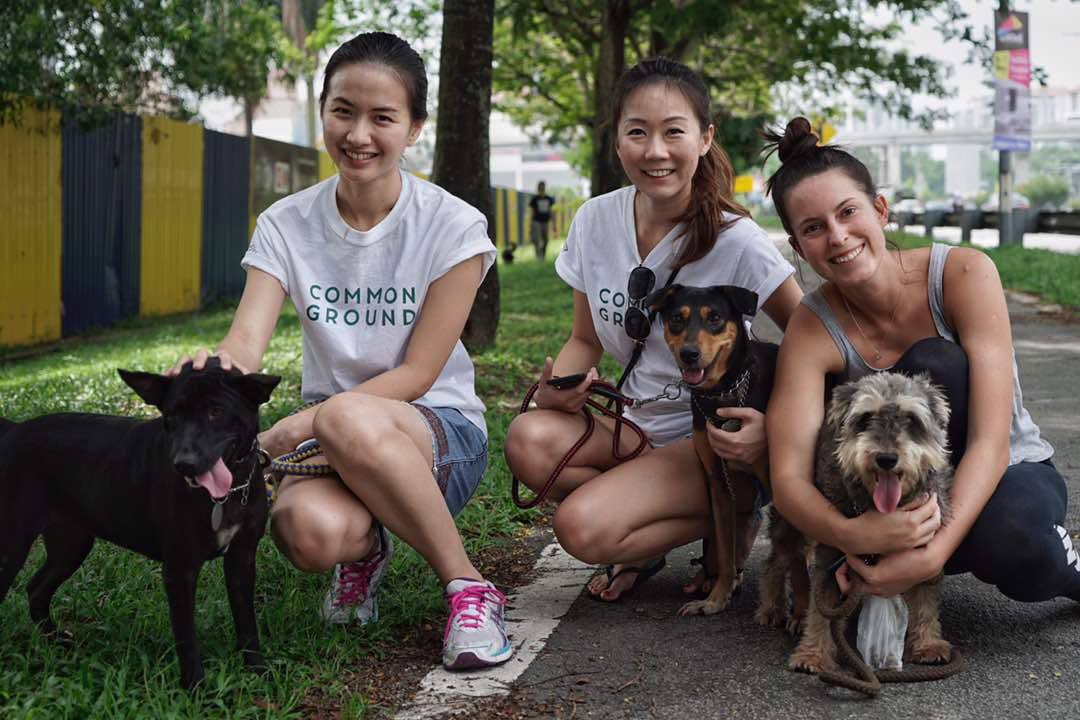 Help These 6 M Sian Ngos Create A Better Life For Abused Animals