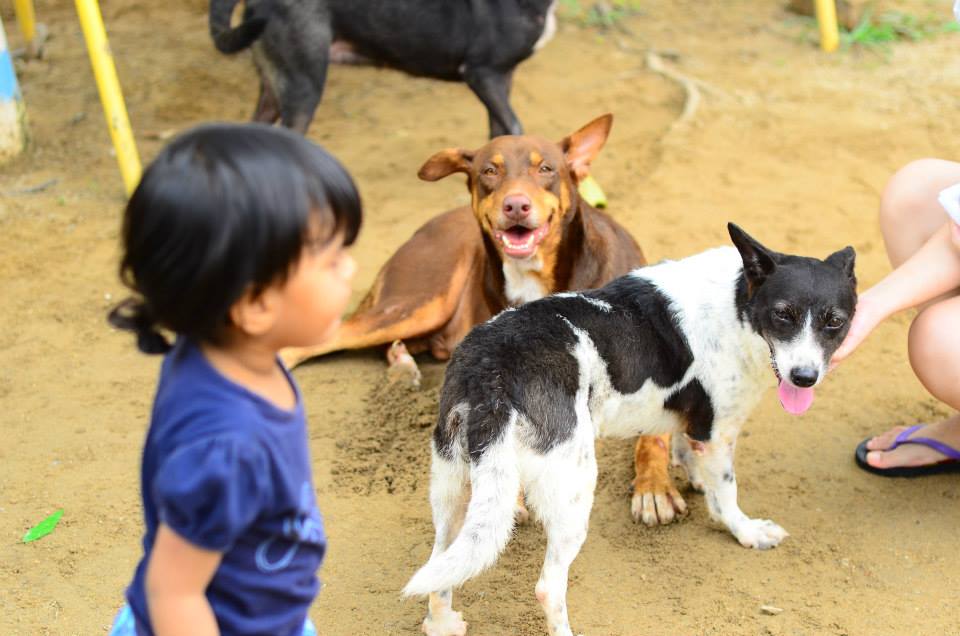 malaysia independent animal rescue